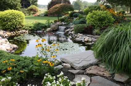 backyard landscape design